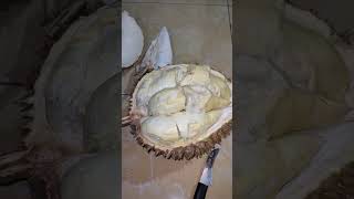 durian montong masamba #fathanahid #durian