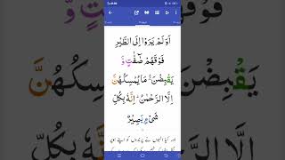 Surat ul Mulk ayat 19 with translation||relaxing audio||@Jannat Mushtaq #shorts #shortvideo #deen