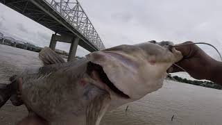 6-9-19 13lbs FLATHEAD OHIO RIVER(Cincinnati)