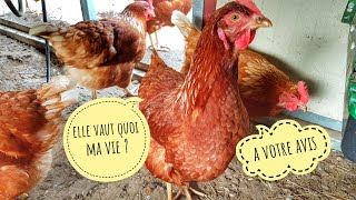 réflexion Vie de poules