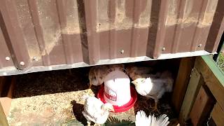 5 qt. Poultry/Chicken Waterer Review for 31 Cornish Cross Chicks