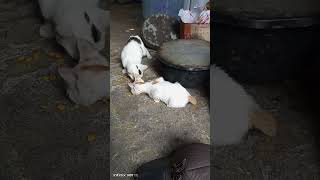 kasih makan kucing kampung