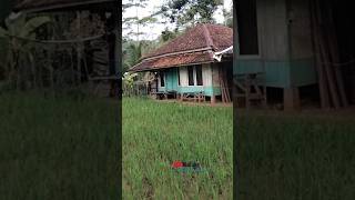 surga tersembunyii di kampung ini pedesaan terpencil #shortvideo #kampungterpencil