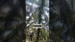 Kebanyakan pelepah sengkleh