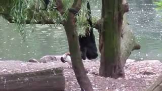 The Berlin Zoological Garden (Berliner Zoo)