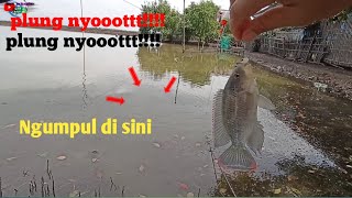 Mancing Jaer Tambak Depan Rumah || Tambak Tj Pakis