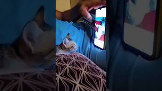 cat video 🐱 #shorts #viral #shortvideos #cat #billi #animals