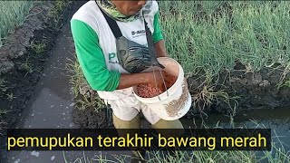 pemupukan terakhir bawang merah umur berapa