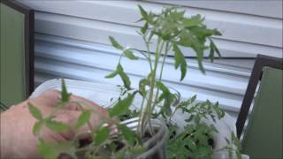 My peppers and tomatoes 2012 part 6