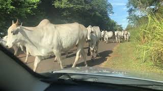 COWS WALKING!!