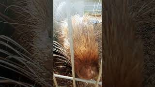 Hand feeding porcupine