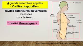 Vidéo  Les cavités corporelles