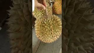 durian enak bgt.