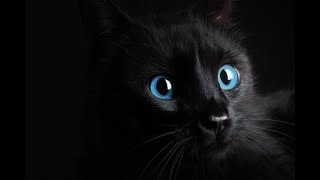 Le chat noir aux yeux bleus - Cours de chant Paris, Laura Dauzonne