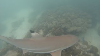 GoPro Shark Snorkeling