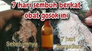 CACAR MUDAH DISEMBUHKAN DDNG MINYAK GOSOK BOSKU...