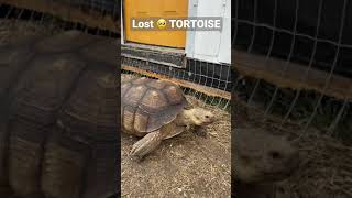 Helping a GIANT Lost Tortoise