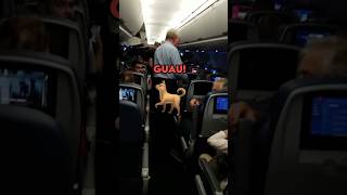 Este Avión Suena Como Un Perro Ladrando ✈️🐕