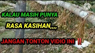 PENJARANGAN EKSTRIM BUNGA DURIAN‼️