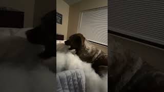 No Pillow is safe #ytshorts #dogshorts #dogs #shortsviral #viralshort #shortsfeed #ytshorts #yt #fyp