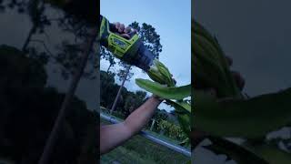 How to pollinate dragonfruit