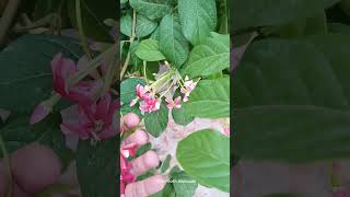 زهور حديقة منزلي #1 Rose  #shorts Garden