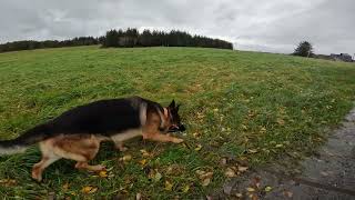 German shepherd on walk. Eros på tur. 22.10.2024. still you tubes most boring video part 2