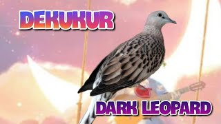 Dekukur dark leopard, gacor, suara besar ngebas.