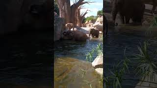 Bioparqe Valencia #shortvideo #animals #bioparque #funnyanimal