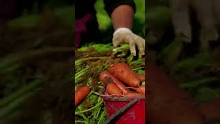 Satisfying  Agricutural video 😋🥕🥕🥕