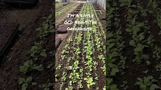 Keeping That Greenhouse CLEAN #smallfarm #organic #salad #garden #hightunnel #greenhouse #homestead