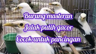 Burung masteran!!jalak putih gacor!!cocok buat pancingan#pemulakicaukicau