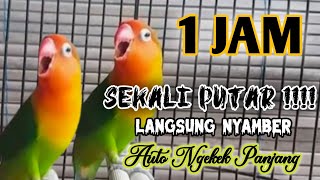 Suara Burung Lovebird NGEKEK PANJANG, Pancingan Lovebird PALING CEPAT BIKIN BUNYI