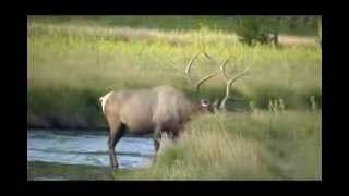 Bull Elk.. attraversa il Gibbon river