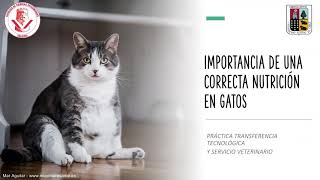 Correcta nutrición en Gatos - Práctica Transferencia Tecnológica MEDICINA VETERINARIA UACH 2020