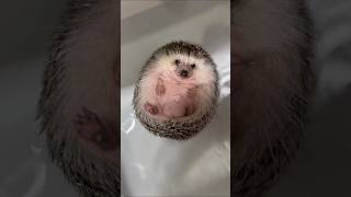 Adorable Hedgehog in Cold Water Bath #shorts