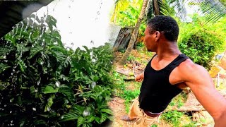 Village life | Rebuilding food security Homestead | Rainfall🌧️on Zinc Roofing,Rejuvenated your body