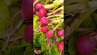 Radish havesting #maryskitchen #food #vegan #vegetables