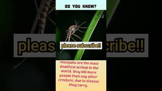 fact 64, killer mosquito