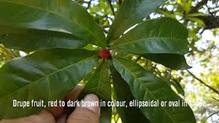 Myrica esculenta Buch.-Ham. ex D.Don