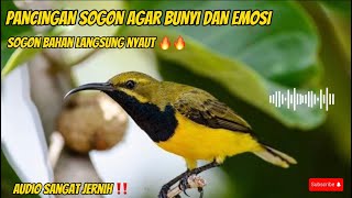 PANCINGAN SOGON AGAR EMOSI DAN BUNYI 🔥🔥|| SANGAT BAGUS UNTUK SOGON BAHAN #sogon #sogonbahan