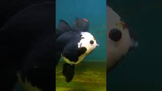 Ikan mas koki panda