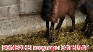 (31)Ушул козу кочкорлор сатылып кетти