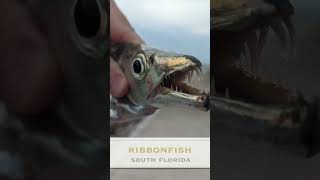 Ribbonfish with Werewolf Teeth! #shorts #fishing