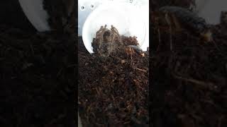 Gorby Exotics - Theraphosa stirmi Feeding