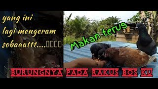 Cara memberi Makan Merpati Agar Burung Tetap Jinak