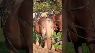 Labour avec chevaux.