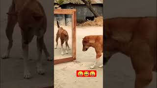 doggy#fight#virel#short#ytshort#ytvideo#funny#please subscribe my YouTube channel