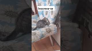 #viralvideo #cat #adote #gatos #adoteumgato #catlover #adotaretudodebom #gato #pets #dicas #edits