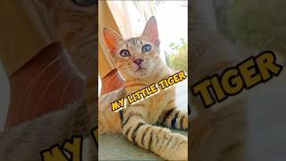 Cute Cat like a little tiger 🥰| Cat video | #kitten #meow